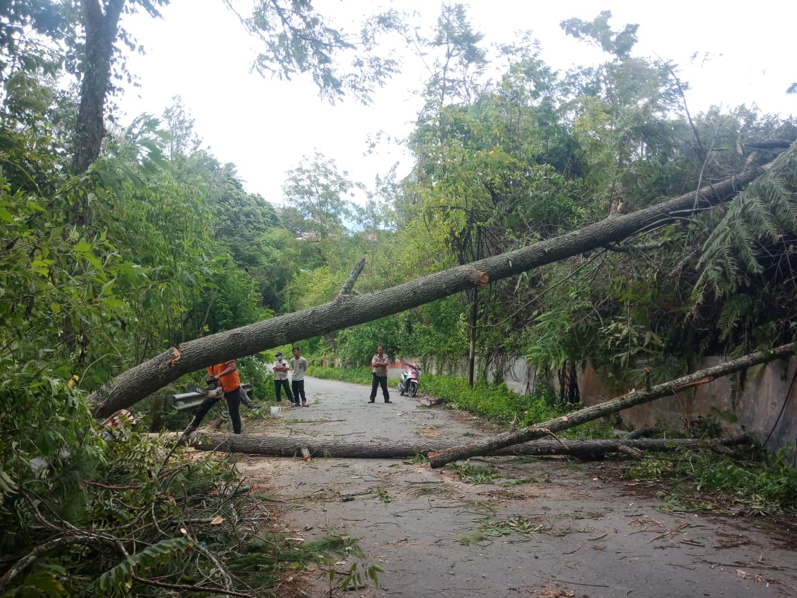 BPBD Toba Gerak Cepat Penanganan Pohon Tumbang Soposurung BPBD Toba Gerak Cepat Penanganan Pohon Tumbang Soposurung