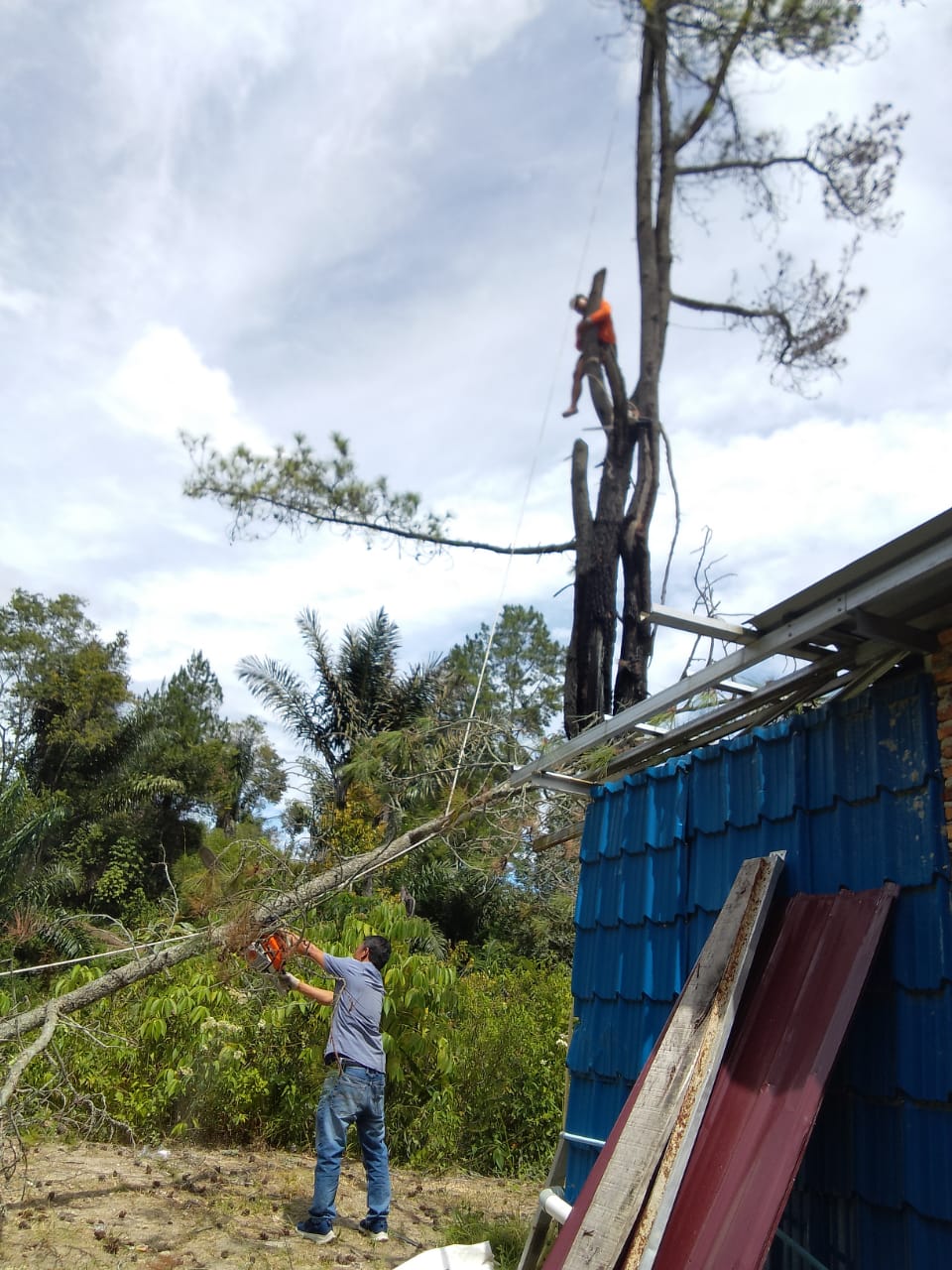 Pemotongan Pohon berisiko tumbang di Sianipar Sihail hail Pemotongan Pohon berisiko tumbang di Sianipar Sihail hail